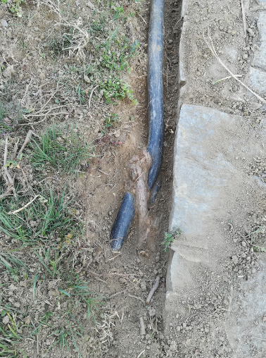 tree roots can grow into the pipes
